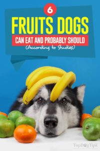 The 6 Fruits Dogs Can Eat and Probably Should (According to Scientific Studies)