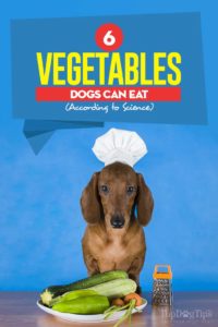 The 6 Vegetables Dogs Can Eat According to Science