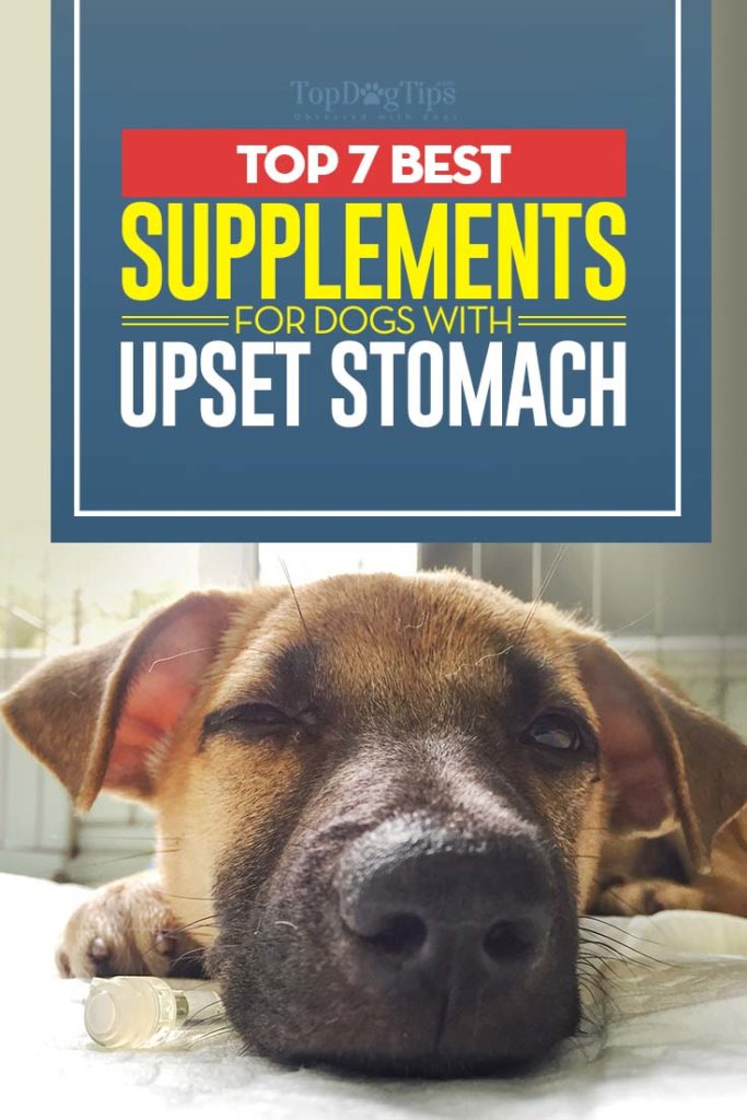 The Best Supplements for Dogs with Upset Stomach