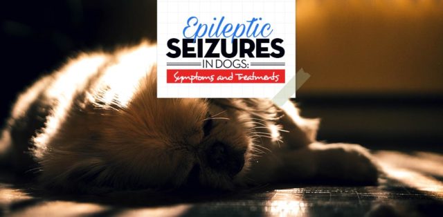 The Guide on Epileptic Seizures in Dogs