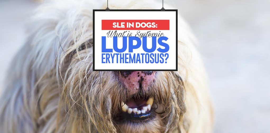 The Guide on What Is Systemic Lupus Erythematous in Dogs