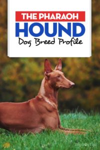 The Pharaoh Hound Dog Breed Profile