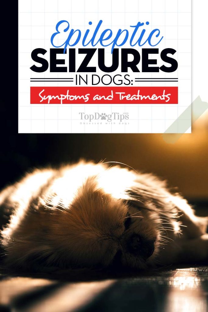 Tips on Epileptic Seizures in Dogs