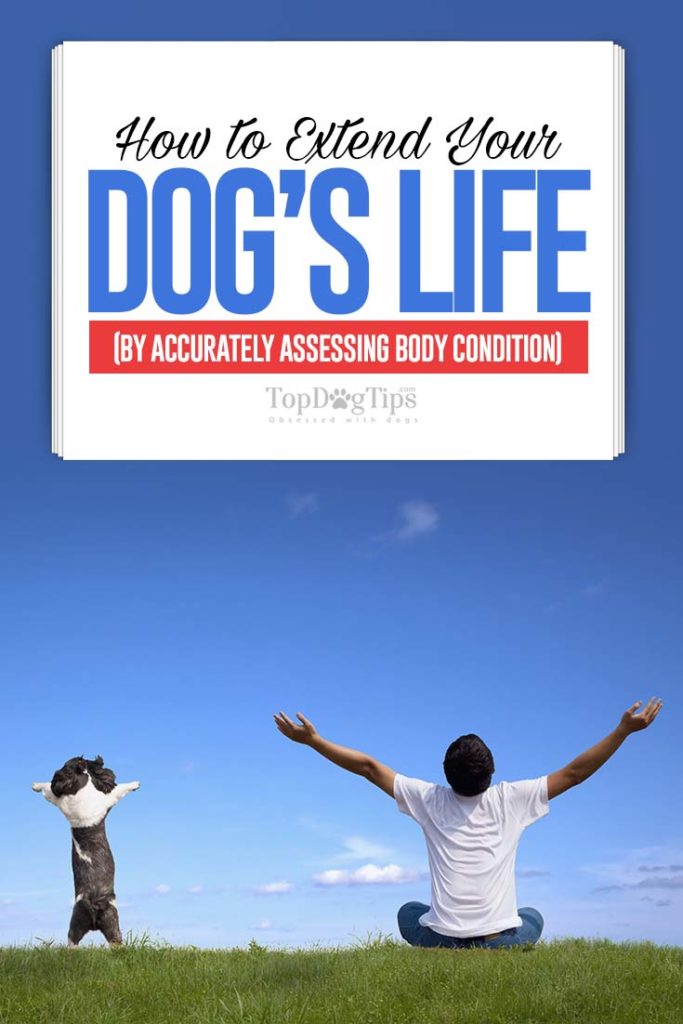 Tips on How to Extend Your Dog’s Life by Accurately Assessing Body Condition