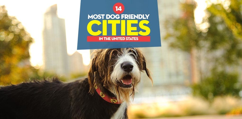 Top 14 Most Dog Friendly Cities in the United States