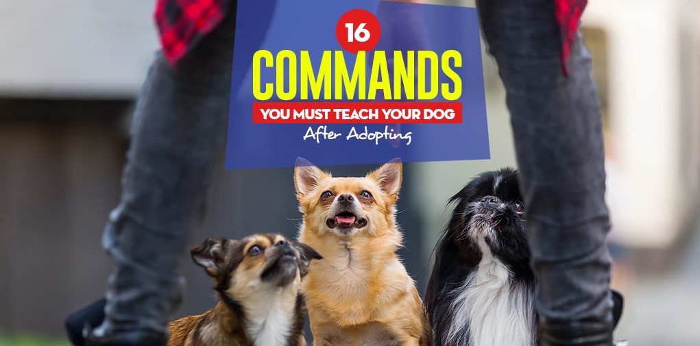 Top 16 Commands You Must Teach Your Dog After Adopting