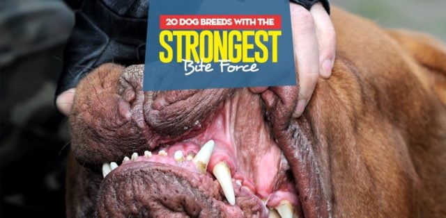 Top 20 Dog Breeds With The Strongest Bite Force