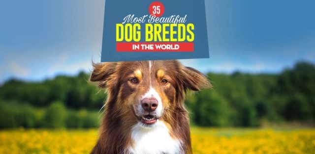 Top 35 Most Beautiful Dog Breeds in the World