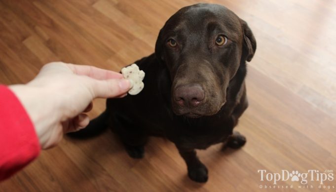 Top 5 Best Dog Dental Treats and Chews of 2020