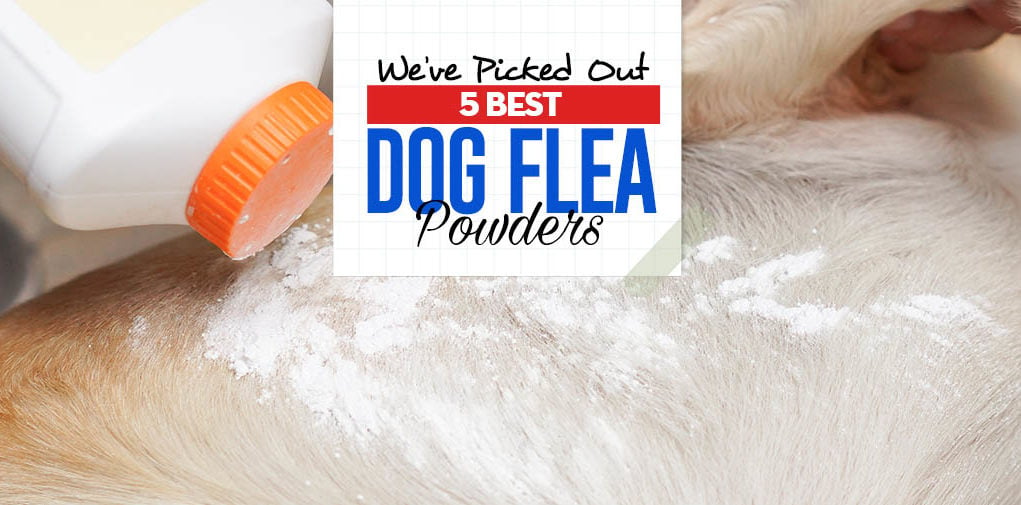 Top 5 Best Dog Flea Powders