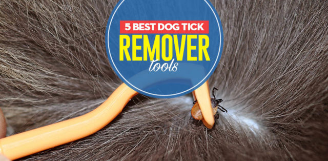 Top 5 Best Dog Tick Remover Tools