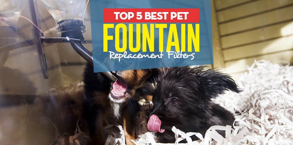 Top 5 Best Pet Fountain Replacement Filters