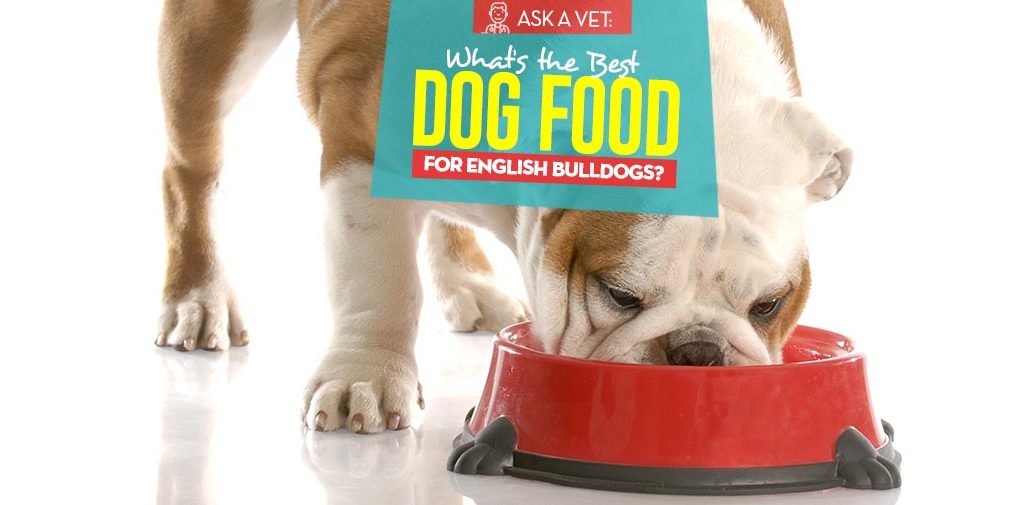 Top 6 Best Dog Foods for English Bulldogs