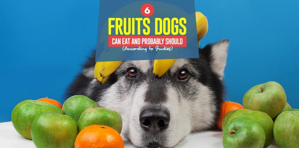 Top 6 Fruits Dogs Can Eat and Probably Should (According to Scientific Studies)