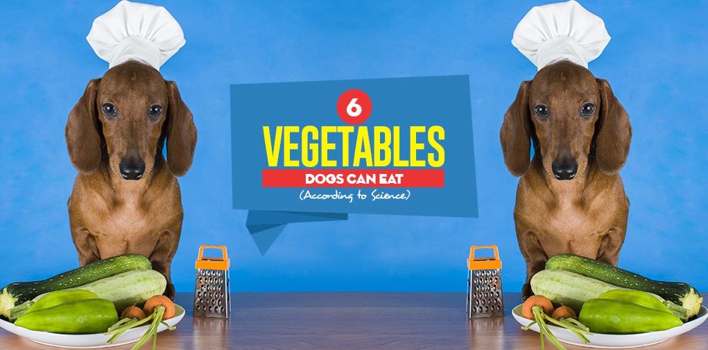 Top 6 Vegetables Dogs Can Eat According to Science