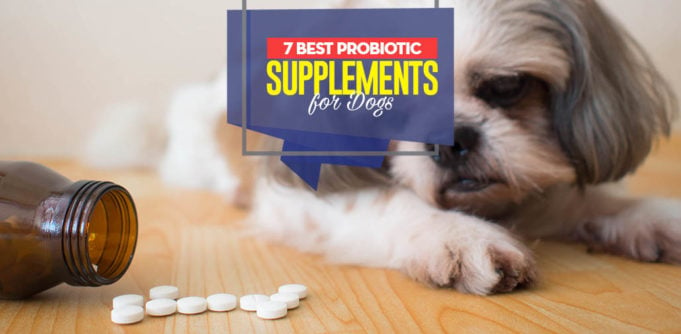 Top 7 Best Dog Probiotic Supplements