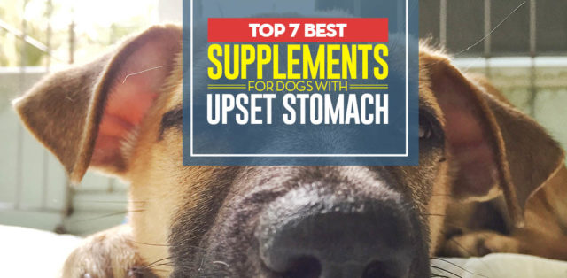 Top 7 Best Supplements for Dogs with Upset Stomach