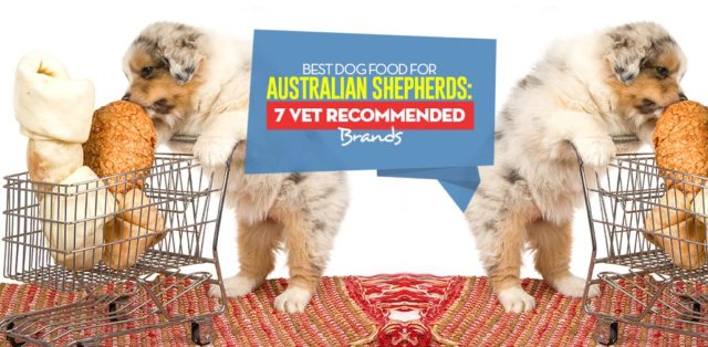 Top Best Dog Foods for Australian Shepherds