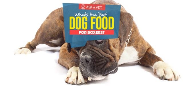 Top Best Dog Foods for Boxers