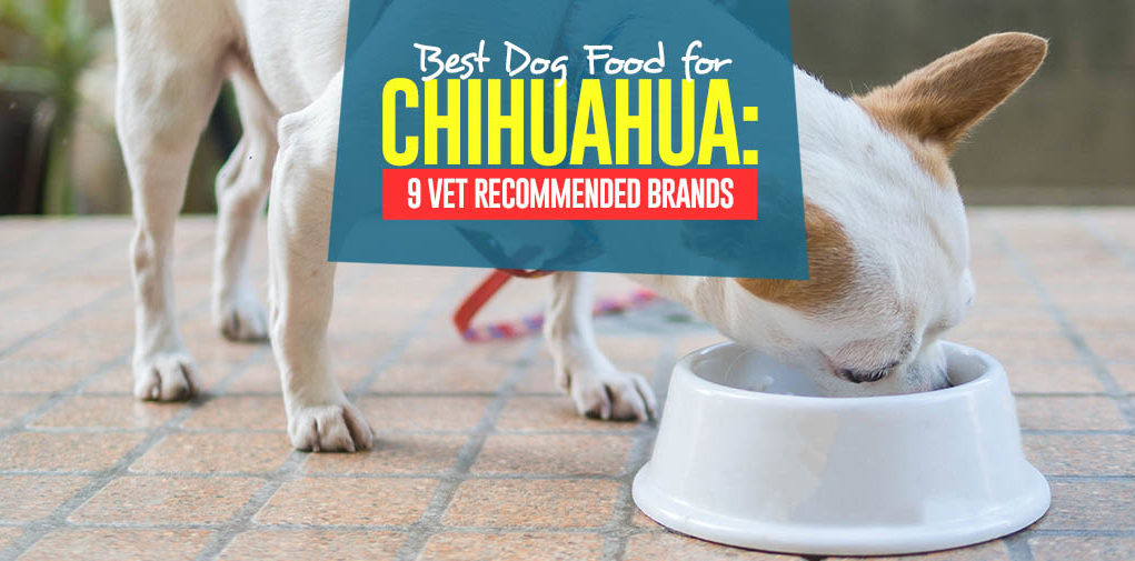 Top Best Dog Foods for Chihuahua