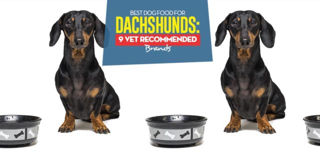 Top Best Dog Foods for Dachshunds