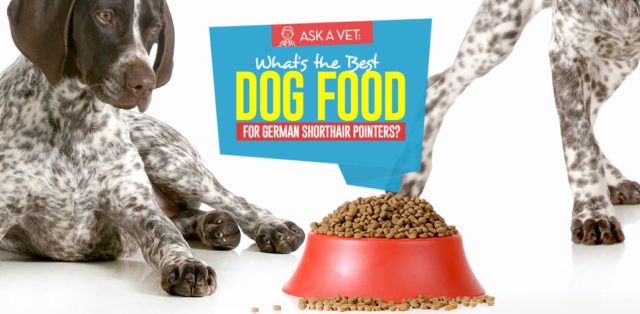 Top Best Dog Foods for German Shorthair Pointers