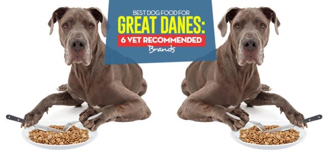 Top Best Dog Foods for Great Danes