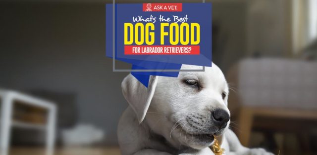 Top Best Dog Foods for Labrador Retrievers