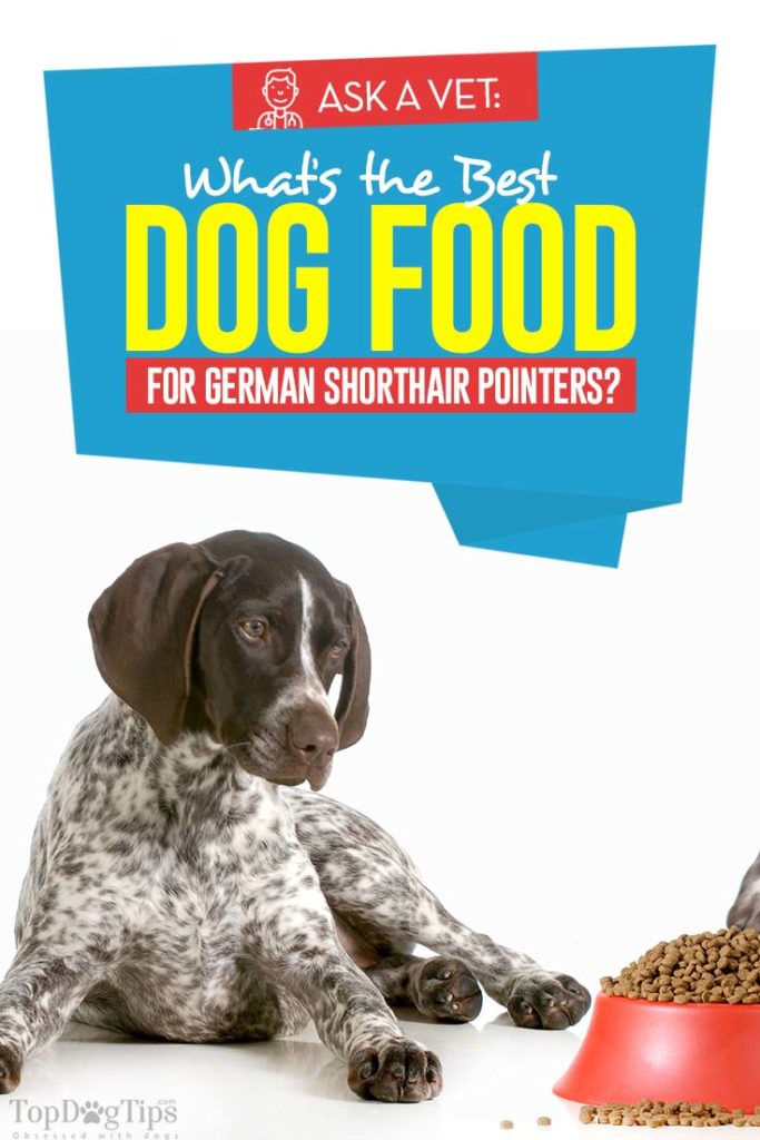 Vet Recommended Best Dog Food for German Shorthair Pointers