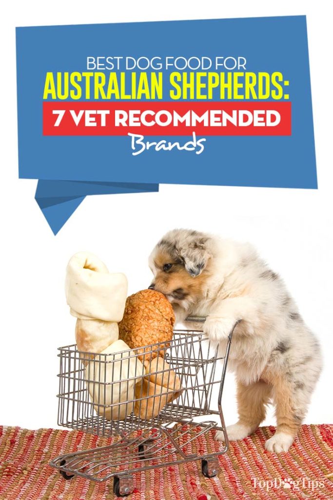 Vet Recommended Best Dog Foods for Australian Shepherds