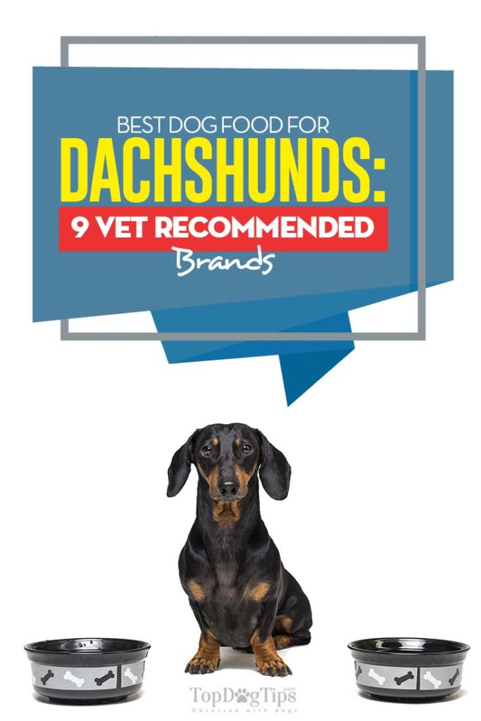 Vet Recommended Dog Food for Dachshunds