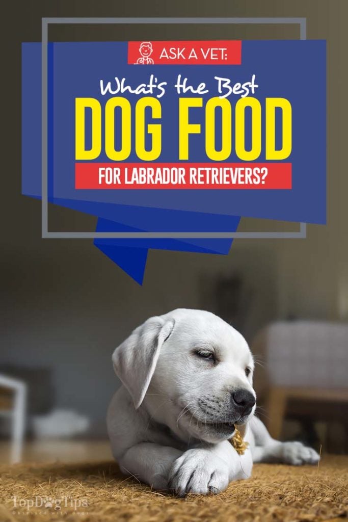 Vet Recommended Top Dog Foods for Labrador Retrievers