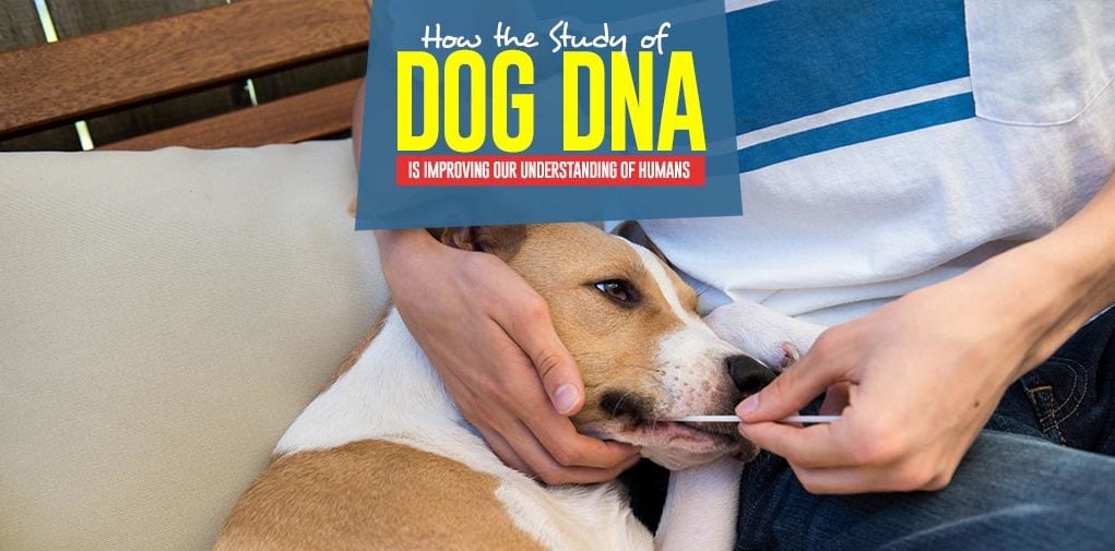 Why Study of Dog DNA is Improving Our Understanding of Humans