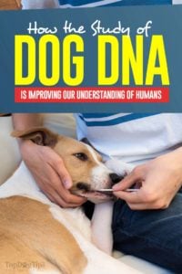 Why and How the Study of Dog DNA is Improving Our Understanding of Humans