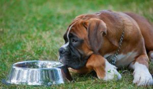 boxer dog food