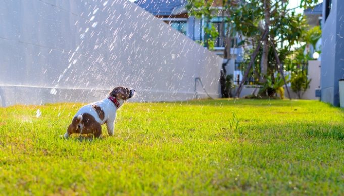 Top best misting cooling systems for dogs