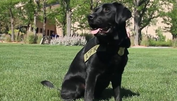 Dog Trained by Inmates Now Sniffs Out Arson Fires