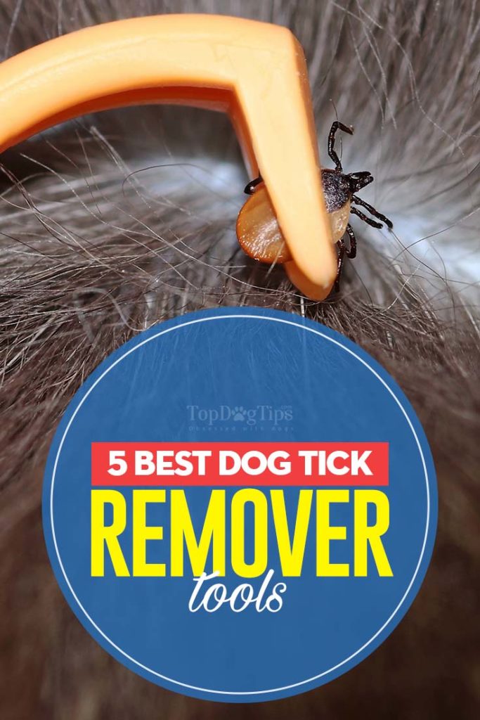 5 Top Rated Best Dog Tick Remover Tools