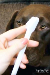 Best Toothbrush for Large Dogs