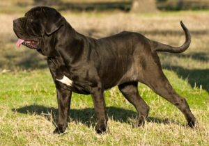 Dog Breeds at Risk for Hip Dysplasia