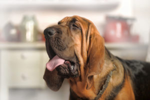 Bloodhound