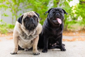 Dog Breeds at Risk for Hip Dysplasia