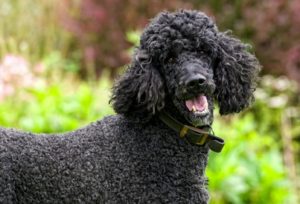 Standard Poodle