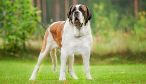 Saint Bernard