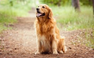 Golden Retriever