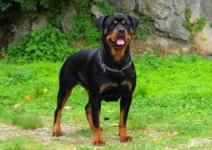 Rottweiler