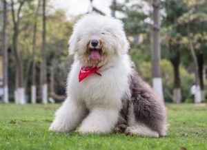 Old English Sheepdog