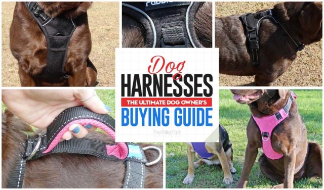 Dog Harnesses The Ultimate Buyer's Guide for Owners