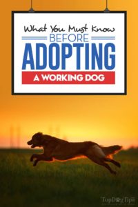 Everything You Must Know Before Adopting a Working Dog