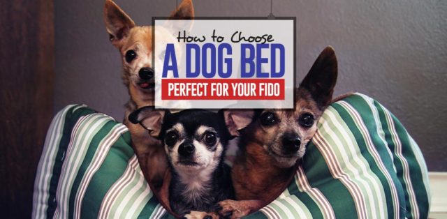 Guide on How to Choose a Dog Bed Perfect for Your Fido